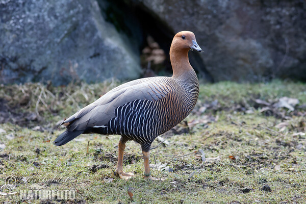 Husice magellanská (Chloephaga picta)