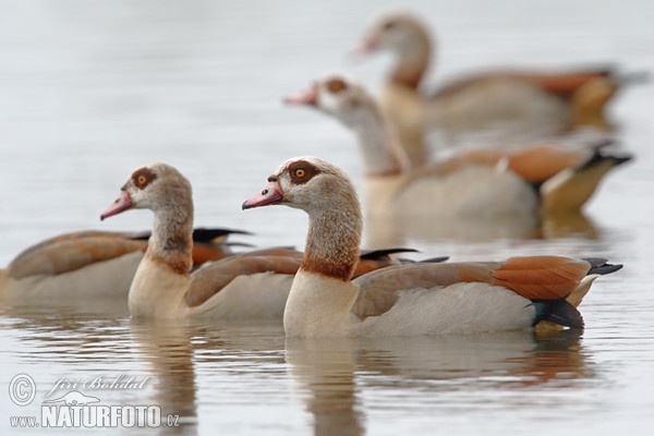 Husice nilská (Alopochen aegyptiacus)