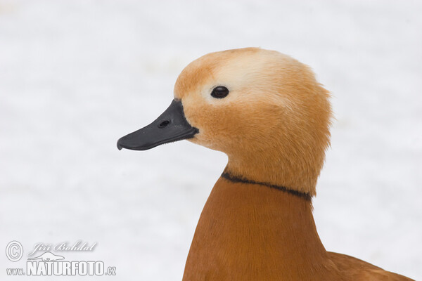 Husice rezavá (Tadorna ferrugienea)