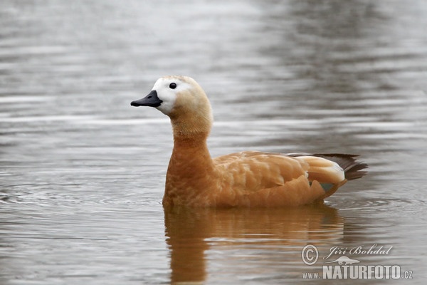 Husice rezavá (Tadorna ferrugienea)