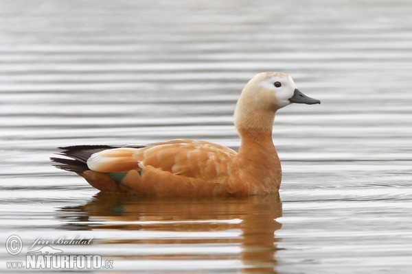 Husice rezavá (Tadorna ferrugienea)