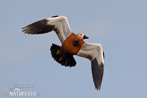 Husice rezavá (Tadorna ferrugienea)