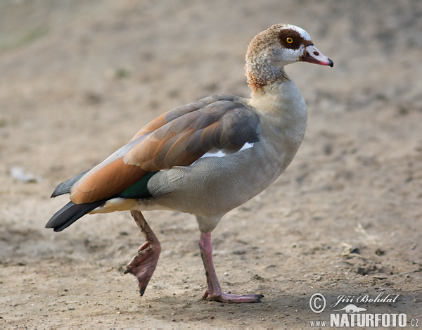 Húska štíhla (Alopochen aegyptiacus)