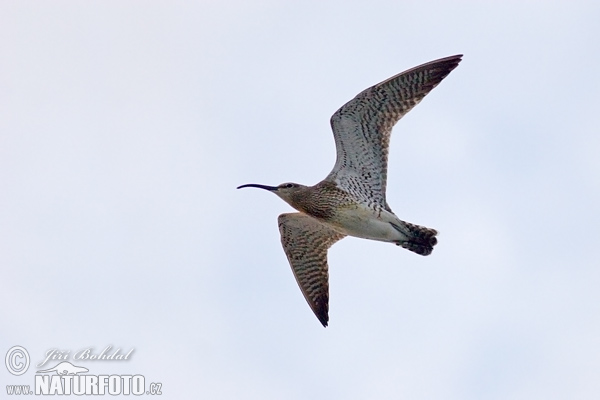 Hvizdák pásavohlavý (Numenius phaeopus)