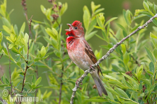 Hýl rudý (Carpodacus erythrinus)