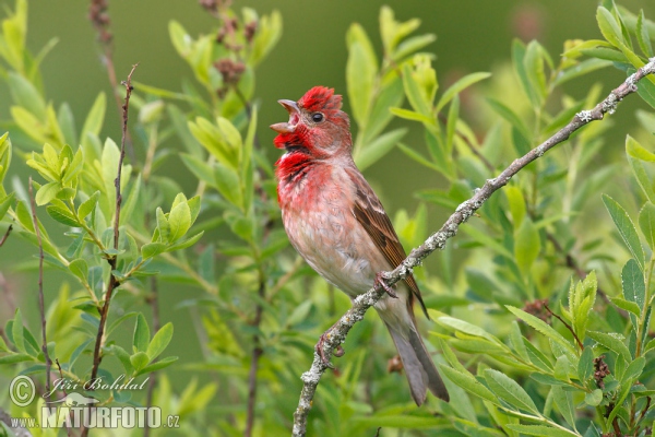 Hýl rudý (Carpodacus erythrinus)