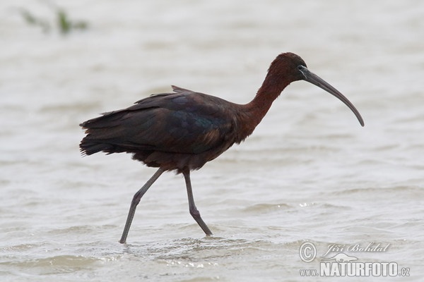 Ibis hnedý (Plegadis falcinellus)