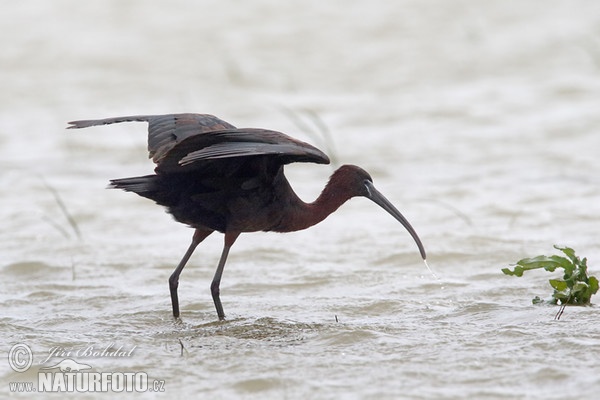 Ibis hnedý (Plegadis falcinellus)