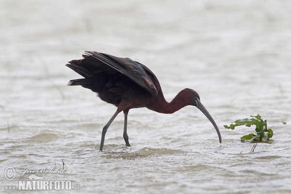 Ibis hnedý (Plegadis falcinellus)