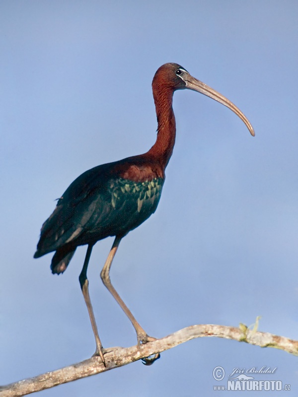 Ibis hnedý (Plegadis falcinellus)