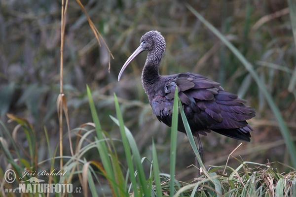 Ibis hnědý (Plegadis falcinellus)