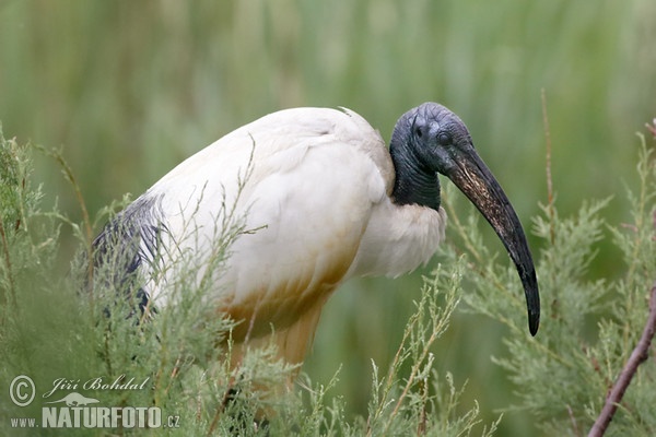 Ibis posvátný (Threskiornis aethiopicus)