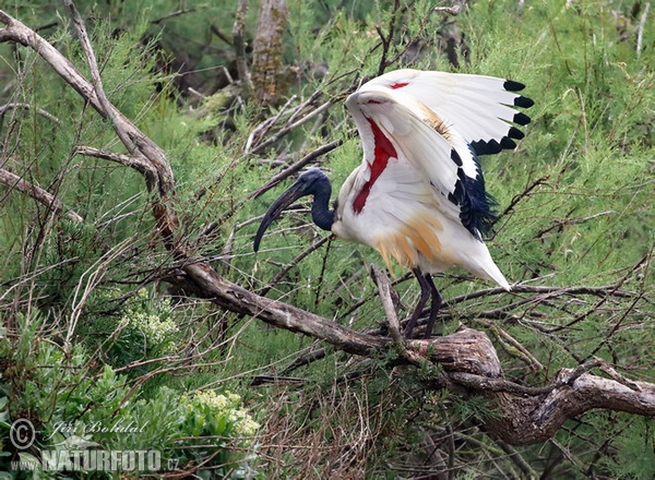 Ibis posvätný (Threskiornis aethiopicus)