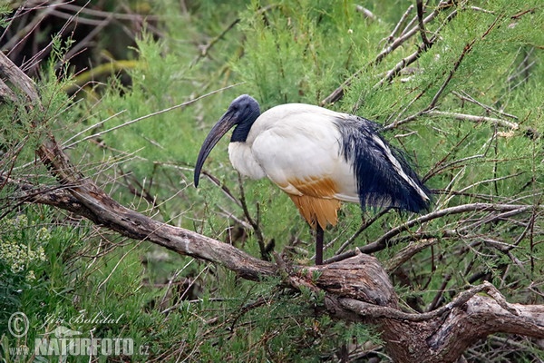 Ibis posvátný (Threskiornis aethiopicus)