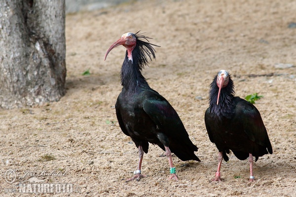 Ibis skalní (Geronticus eremita)