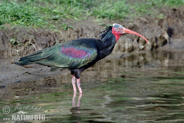 Ibis skalní (Geronticus eremita)