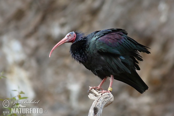 Ibis skalní (Geronticus eremita)