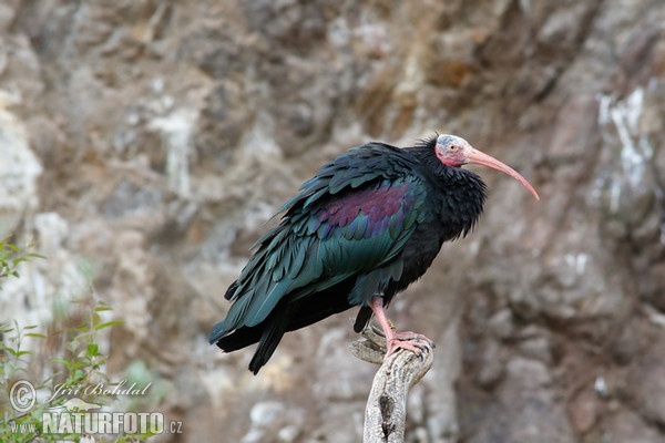 Ibis skalní (Geronticus eremita)