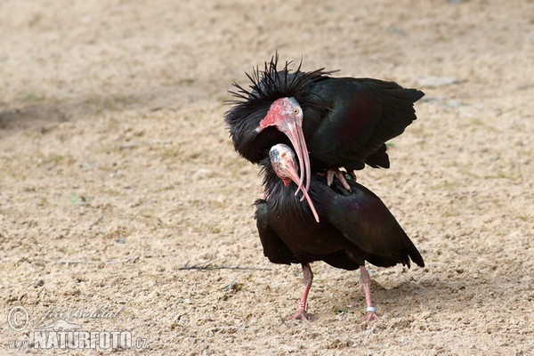 Ibis skalný (Geronticus eremita)