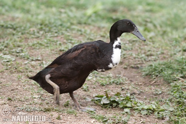 Indický běžec (Anas platyrhynchus f. domestica)