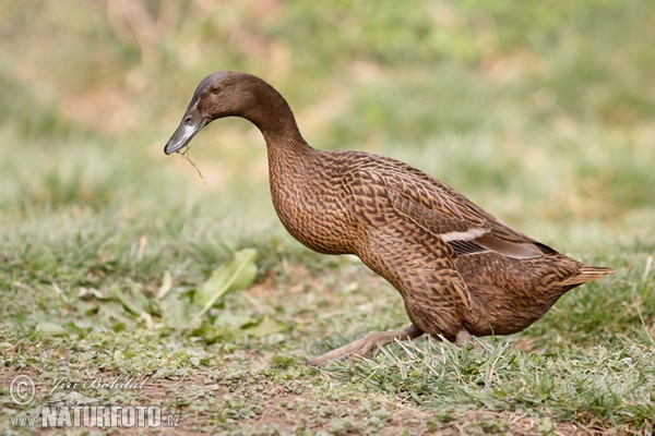 Indický běžec (Anas platyrhynchus f. domestica)