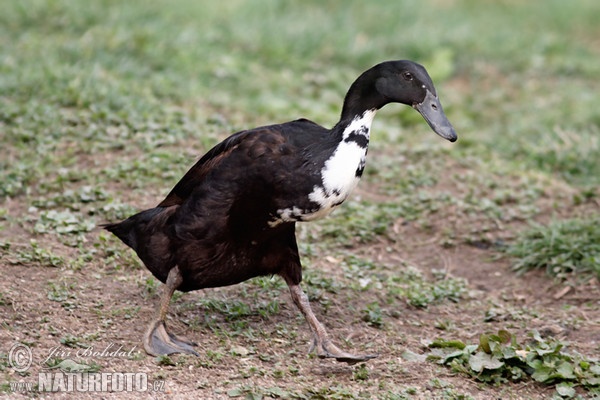 Indický běžec (Anas platyrhynchus f. domestica)