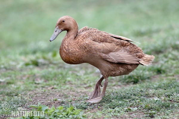 Indický běžec (Anas platyrhynchus f. domestica)