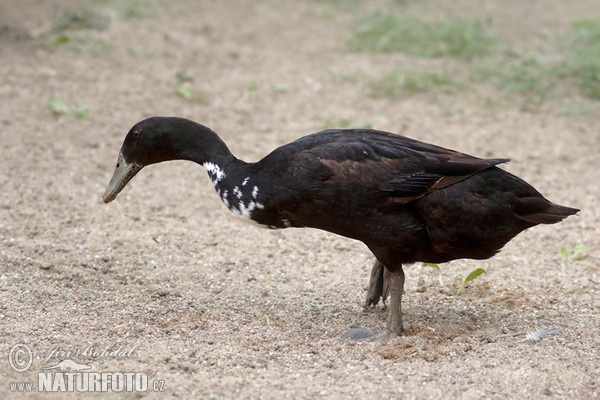 Indický běžec (Anas platyrhynchus f. domestica)