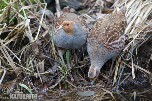 Jarabica poľná (Perdix perdix)