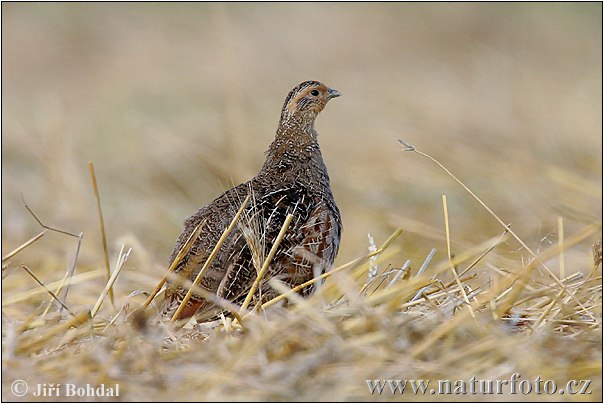 Jarabica poľná (Perdix perdix)