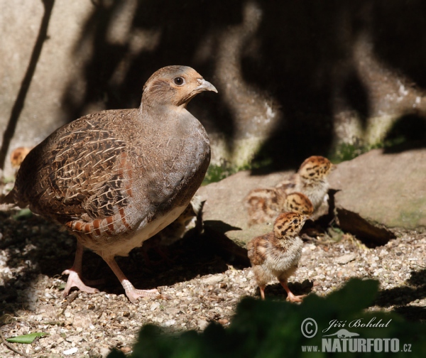 Jarabica poľná (Perdix perdix)