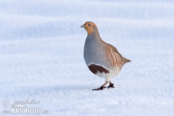 Jarabica poľná (Perdix perdix)