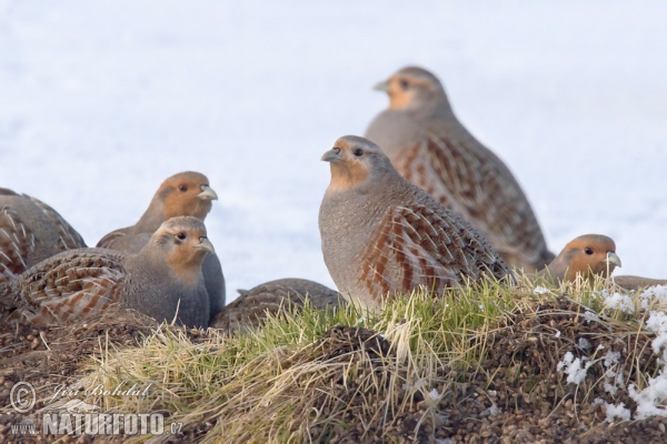 Jarabica poľná (Perdix perdix)