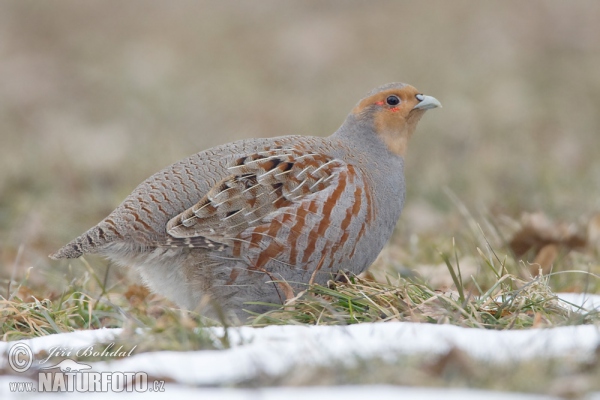 Jarabica poľná (Perdix perdix)