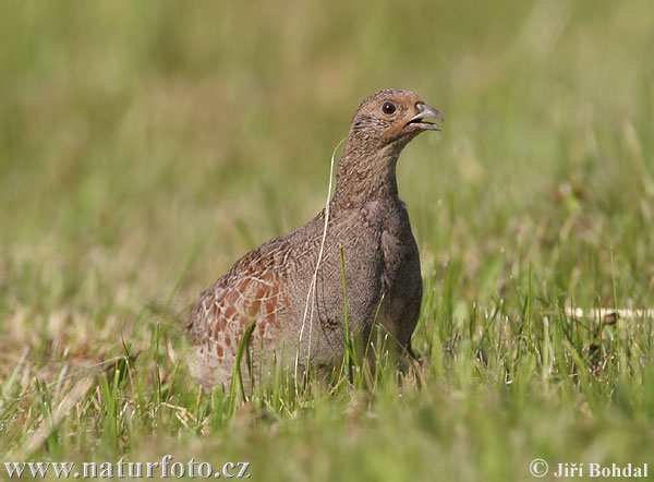 Jarabica poľná (Perdix perdix)