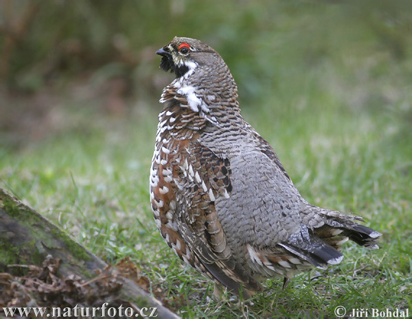 Jariabok hôrny (Tetrastes bonasia)