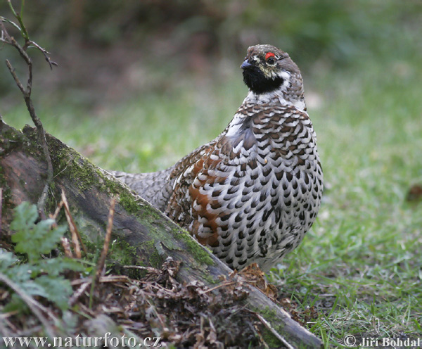 Jariabok hôrny (Tetrastes bonasia)