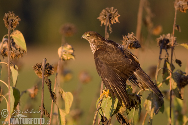 Jastrab krahulec (Accipiter nisus)