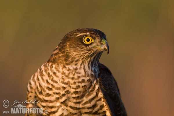 Jastrab krahulec (Accipiter nisus)