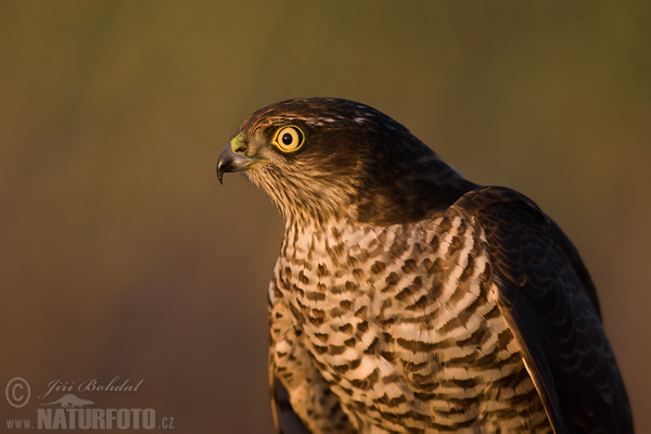 Jastrab krahulec (Accipiter nisus)