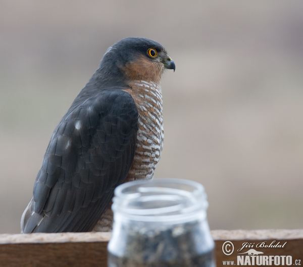 Jastrab krahulec (Accipiter nisus)