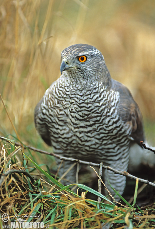 Jastrab lesný (Accipiter gentilis)