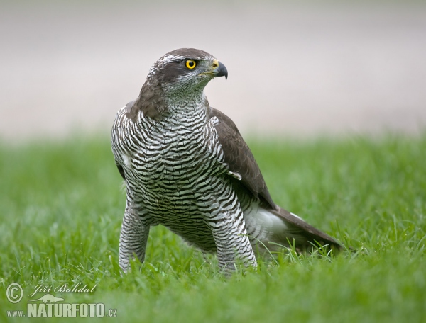 Jastrab lesný (Accipiter gentilis)