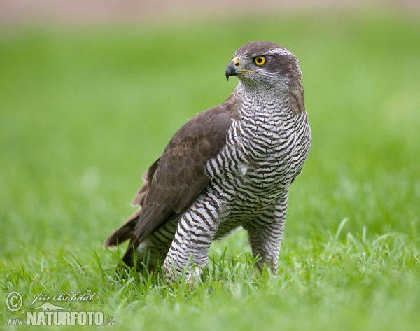 Jastrab lesný (Accipiter gentilis)