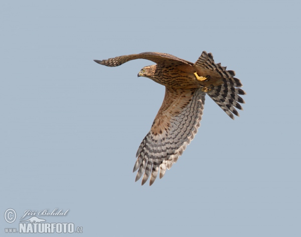 Jastrab lesný (Accipiter gentilis)