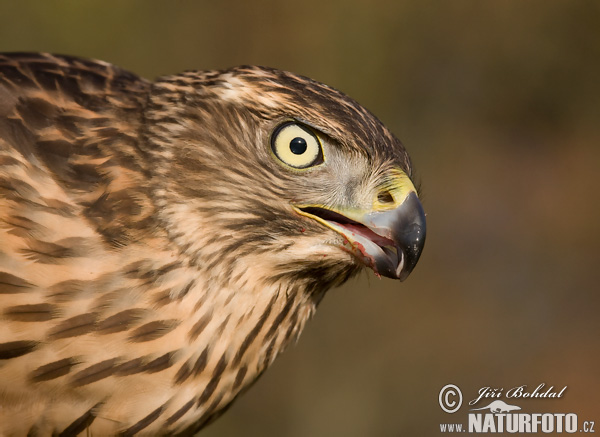 Jastrab lesný (Accipiter gentilis)