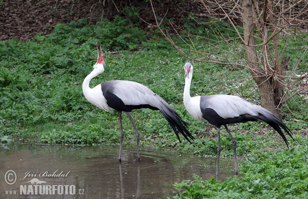 Jeřáb laločnatý (Grus carunculata)