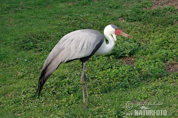 Jeřáb laločnatý (Grus carunculata)