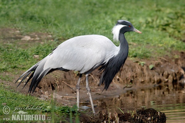 Jeřáb panenský (Anthropoides virgo)