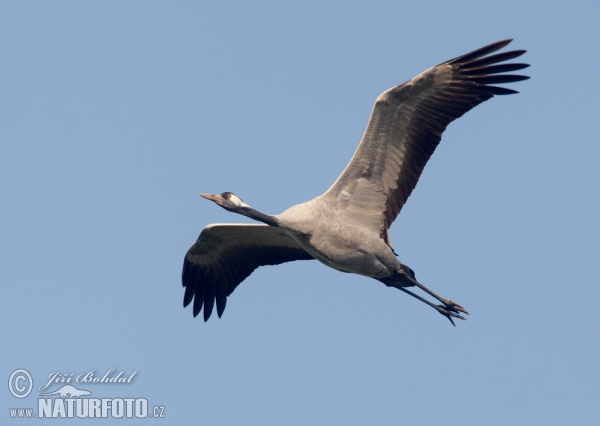 Jeřáb popelavý (Grus grus)